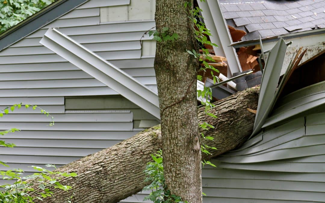 Does Insurance Cover Fallen Trees?