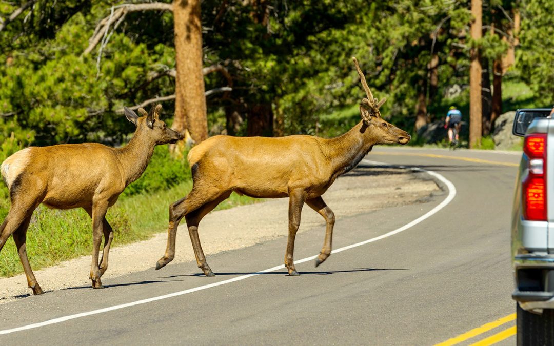 Preventing Wildlife Collisions