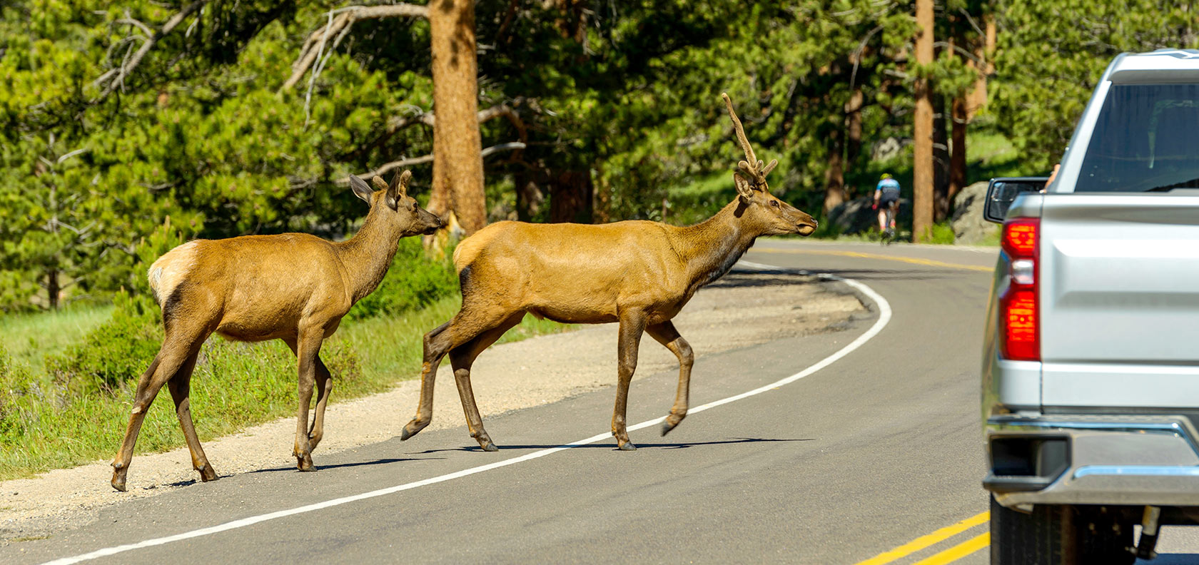 Deer crossing the road creating a risk of collision with a car.