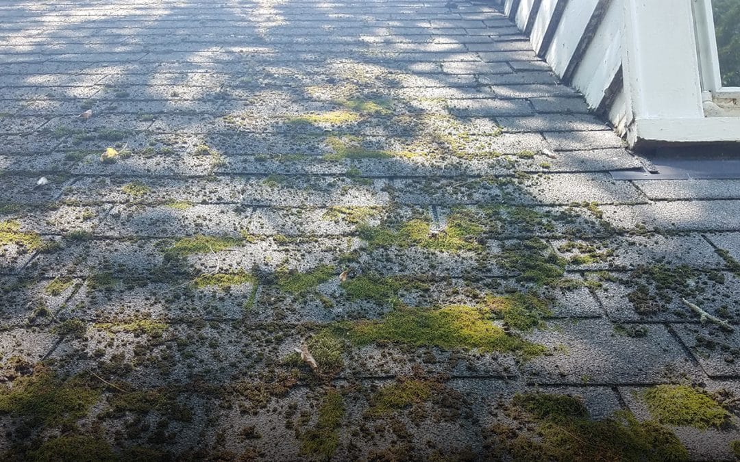 Top tips to extend the life of your roof