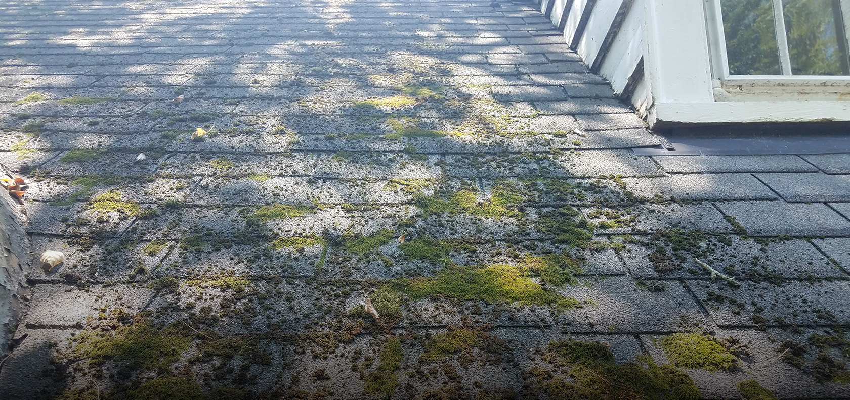 1171977754_Blog-Feature moss on roof shingles