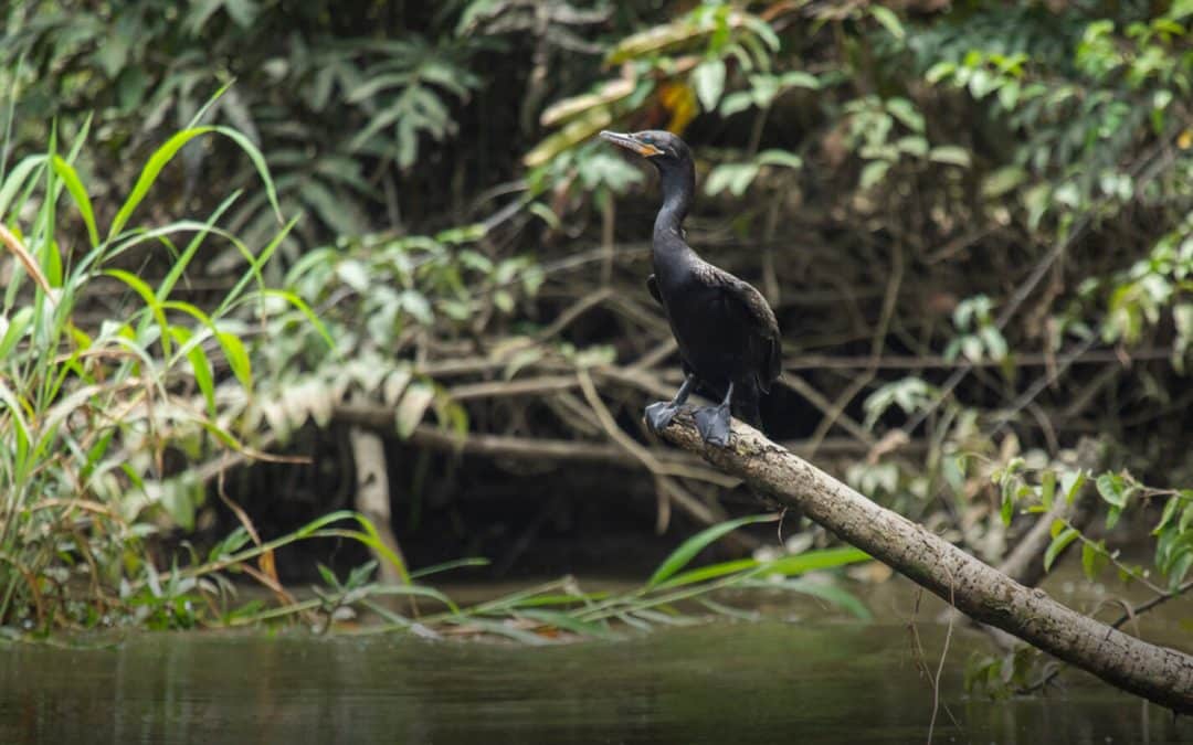 Mapfre USA Achieves Record Carbon Footprint Reduction