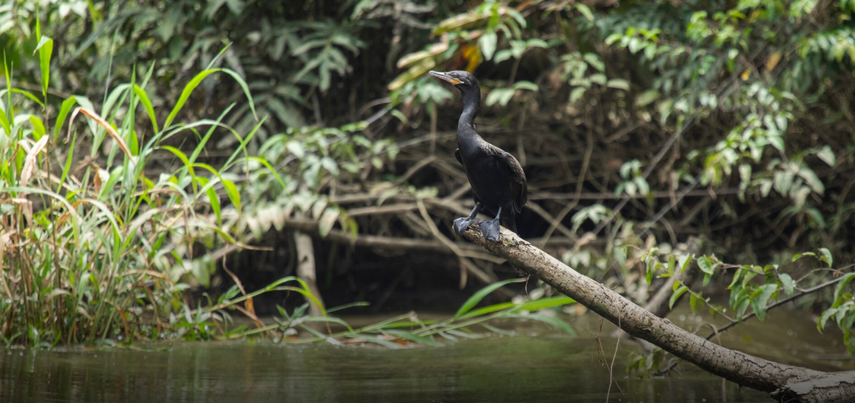 Blog-Carbon-Footprint