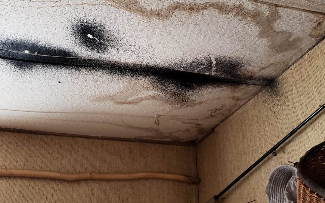 Does Homeowners Insurance Cover Mold?