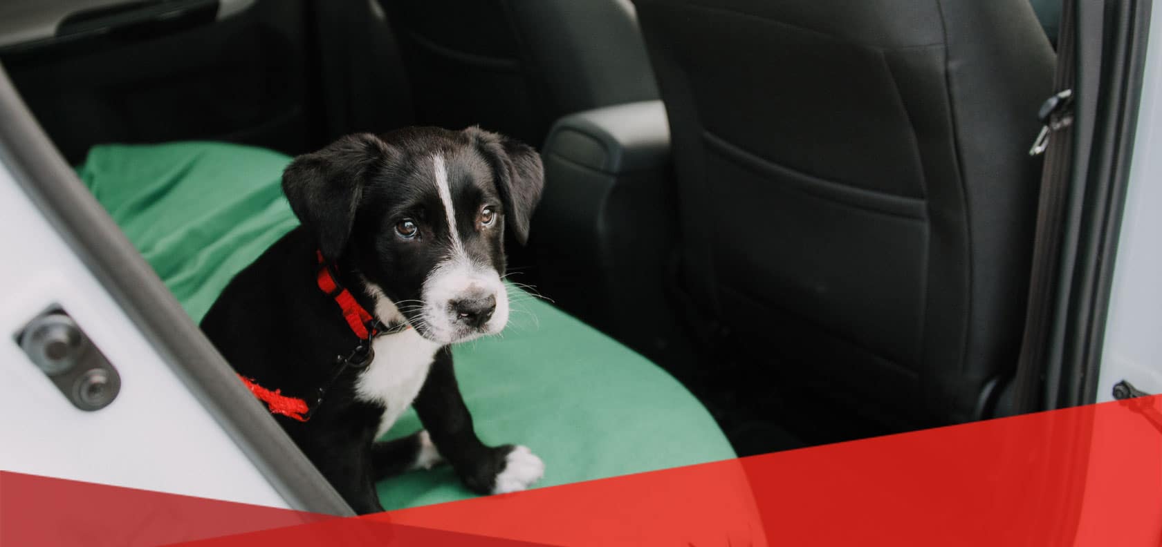 dog rides in dog proofed car