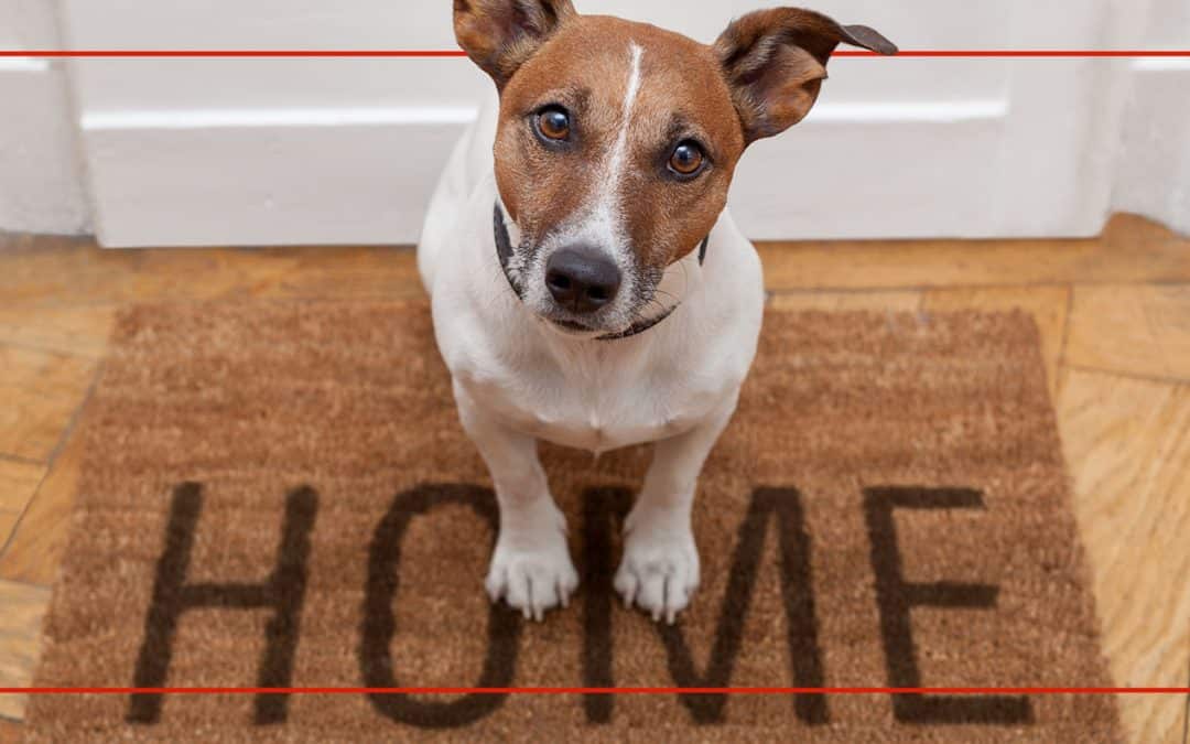 Does Homeowners Insurance Cover Dog Bites?