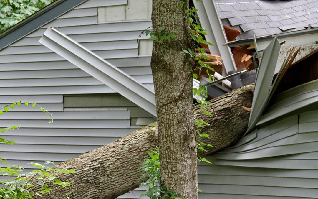 Does Insurance Cover Fallen Trees?