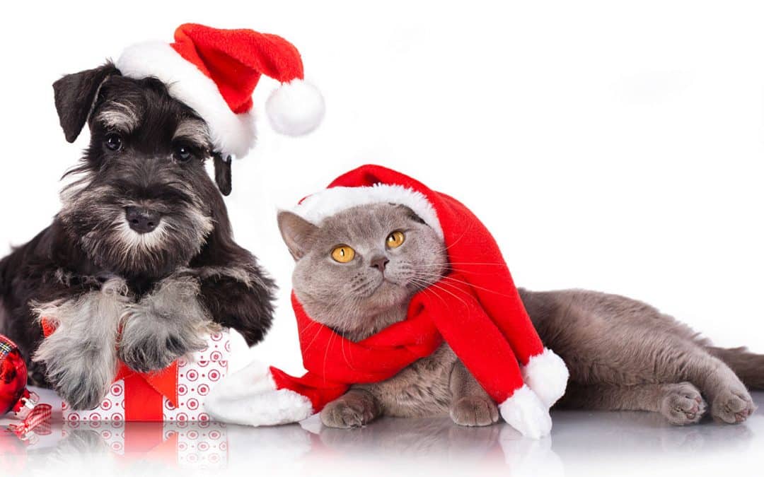 Pet Safety Tips for the Holidays