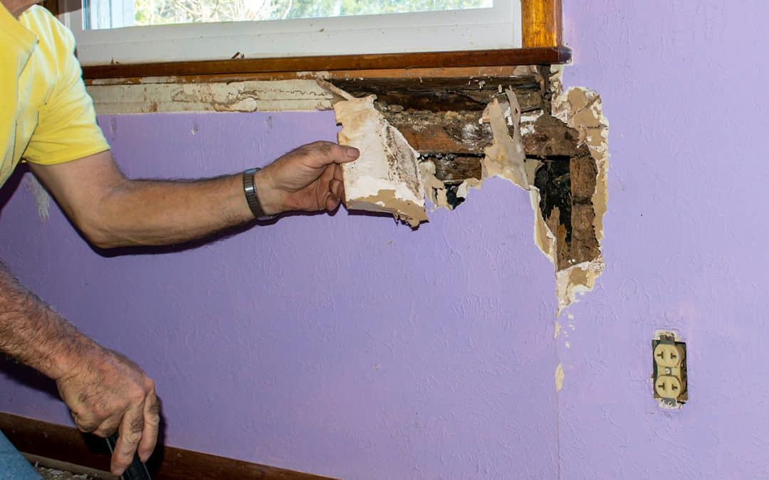 How to Prevent Termite Damage in Your Home